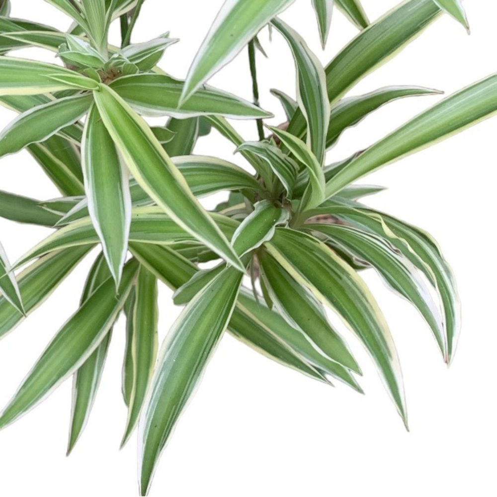 8 Baby Spider Plants Fresh Removed From Parent Plant When Ordered - Picture 2 of 2